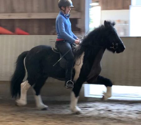Grimur fra Feti Tölt Verkaufspferd Isländer Islandpferd Grimur fra Feti