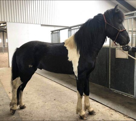 Grimur fra Feti grimur fra Feti Verkaufspferd Isländer Islandpferd
